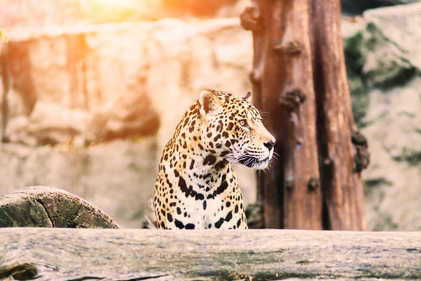 Leopard pantera padus kotiya Tier in einem Felsen - Foto, Bild