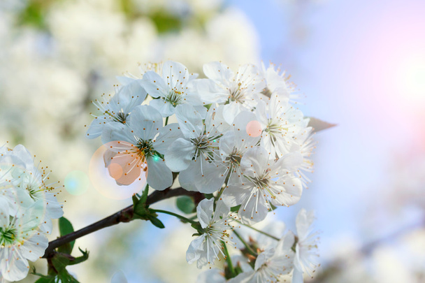 Kirsikankukkien kukat kevätpäivänä - Valokuva, kuva