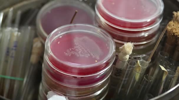 Technician sorting Petri dishes in medical laboratory - Séquence, vidéo