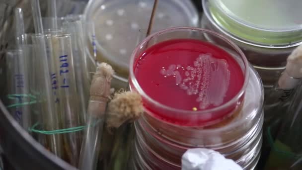 Petriho misky a zkumavky v lékařské laboratoři - Záběry, video