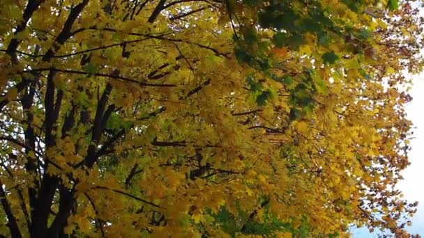 Os ramos da bela árvore e folhas amarelas oscilam ao vento. Dia de outono no parque. Folhas em uma árvore, balançando na brisa. Cores vivas da folhagem na temporada de outono como fundo natural. - Filmagem, Vídeo