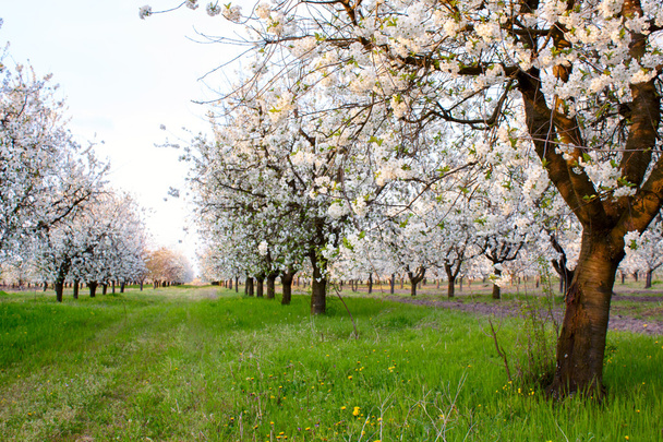Cseresznyevirág - Fotó, kép