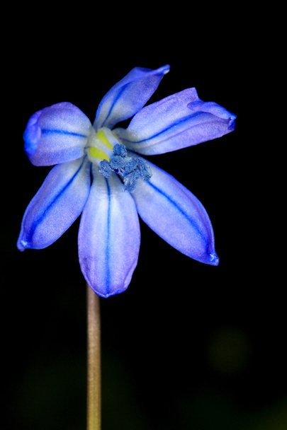 Primera flor de primavera, Scilla Bifolia
 - Foto, imagen