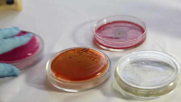 Technician sorting Petri dishes in medical laboratory - Footage, Video