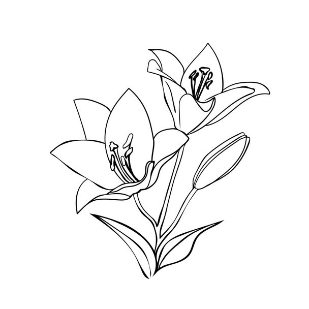 Lily sketch. - Vector, Image