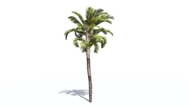 Güçlü rüzgarda palmiye - Video, Çekim