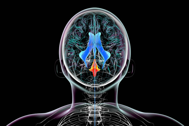 El cuarto ventrículo cerebral (resaltado en color naranja), una cavidad llena de líquido situada en la parte posterior del tronco encefálico, involucrada en la circulación del líquido cefalorraquídeo, ilustración 3D, vista superior. - Foto, imagen