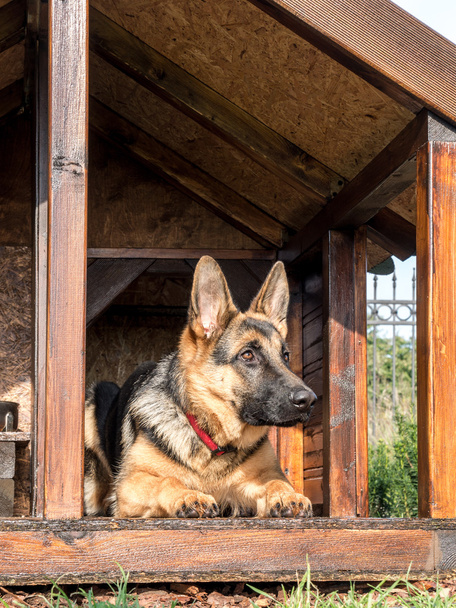 German shepherd in its kennel - Photo, Image