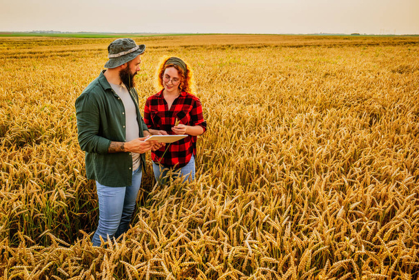 Profession agricole familiale. L'homme et la femme cultivent le blé. Ils examinent les progrès des plantes. - Photo, image