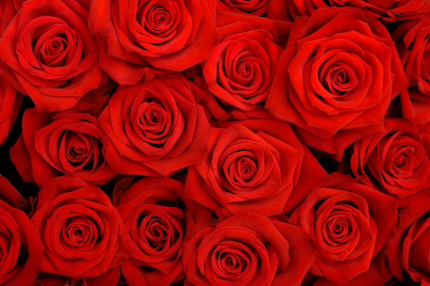 Rosas rojas - Foto, Imagen