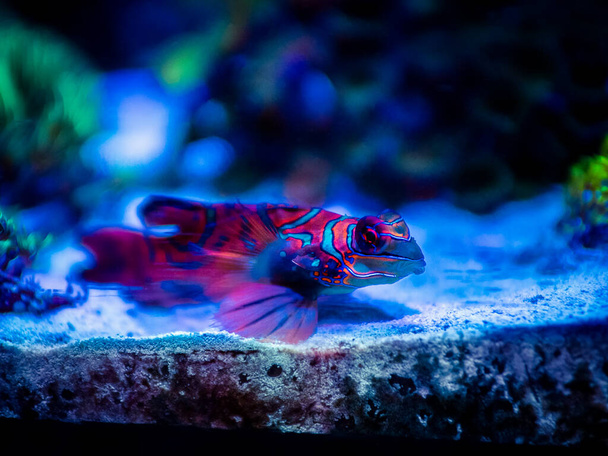Mandarinfish or Mandarin dragonet (Synchiropus splendidus) isolated on a reef tank with blurred background - Photo, Image