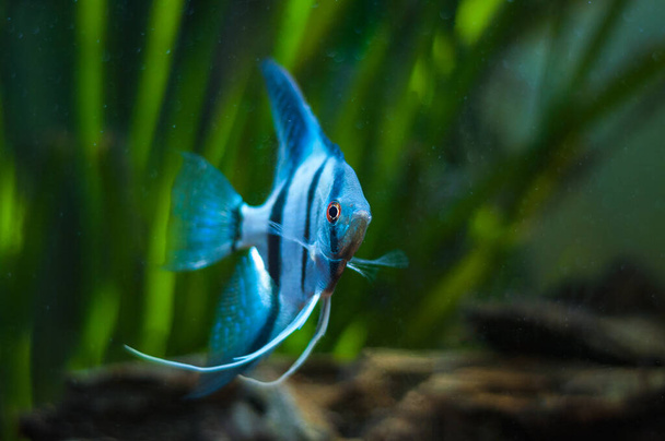 Blue Zebra Angelfish in tank fish (Pterophyllum scalare) - Photo, Image