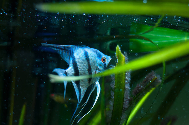 Pesce angelo azzurro di zebra in pesci cisterna (Pterophyllum scalare) - Foto, immagini