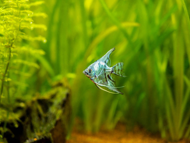 Blue angelfish in tank fish with blurred background (Pterophyllum scalare) - Photo, Image