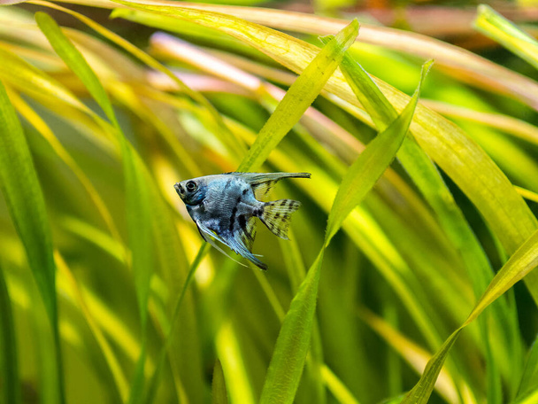 Sinimailanen säiliökaloissa, joiden tausta on epäselvä (Pterophyllum scalare)) - Valokuva, kuva