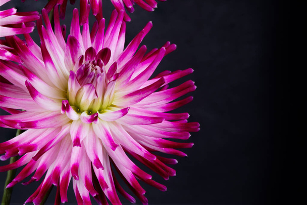 hermosas flores de dalia aisladas sobre un fondo - Foto, Imagen