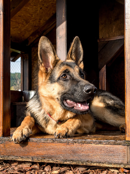 Alman çoban onun köpek kulübesi - Fotoğraf, Görsel