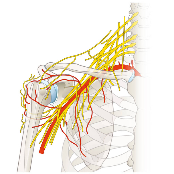 W okolicy barku znajduje się złożona sieć nerwów i naczyń, w tym splot ramienny, tętnice i żyły, niezbędna do unerwienia kończyn i dopływu krwi, ułatwiająca ruch i funkcjonowanie.. - Zdjęcie, obraz