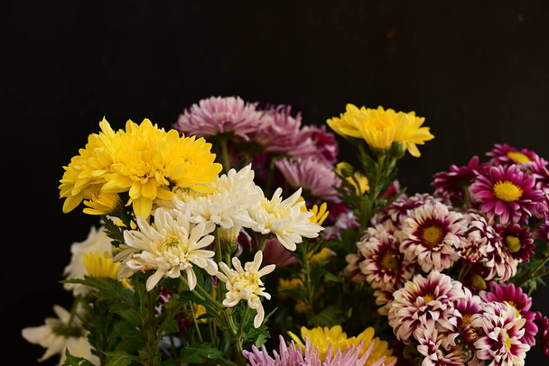zbliżenie piękne chryzantemy, kwiaty  - Zdjęcie, obraz