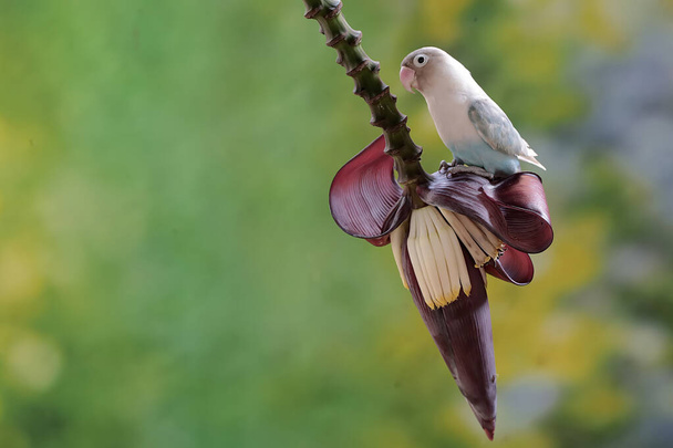Ptaszek gołąbek je dzikie kwiaty banana. Ten ptak, który jest używany jako symbol prawdziwej miłości ma naukowe imię Agapornis fischeri. - Zdjęcie, obraz