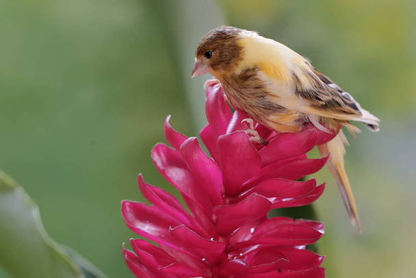 A canary bird is hunting for small insects in red ginger flowers. This sweet-voiced bird has the scientific name Serinus canaria. - Photo, Image