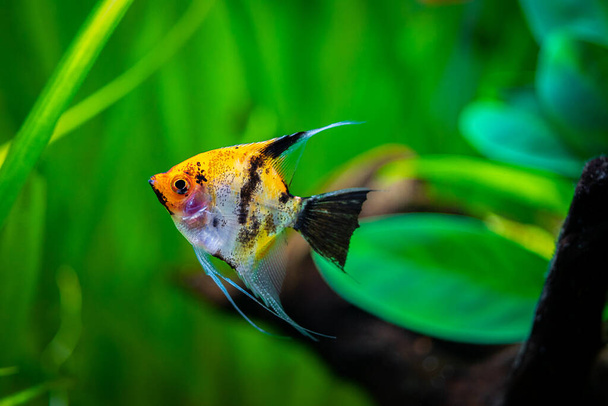 Koi Angelfish (Pterophyllum scalare) isolated in tank fish with blurred background - Photo, Image