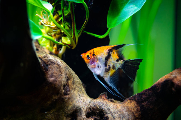 Koi Angelfish (Pterophyllum scalare) isolated in tank fish - Photo, Image