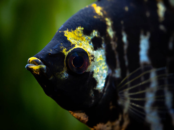 macro close up of a black and white angel fish in a fish tank with blurred background (Pterophyllum scalare) - Photo, Image
