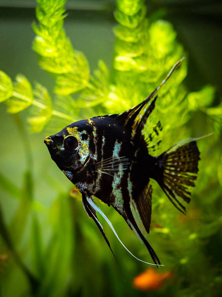 black and white angel fish in a fish tank with blurred background - Photo, Image