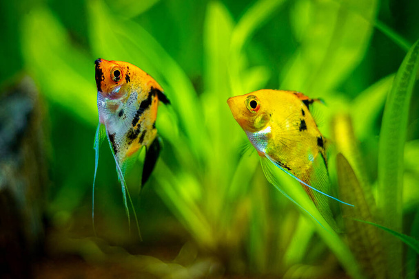 Couple of angelfishes (Pterophyllum scalare) isolated in tank fish with blurred background - Photo, Image