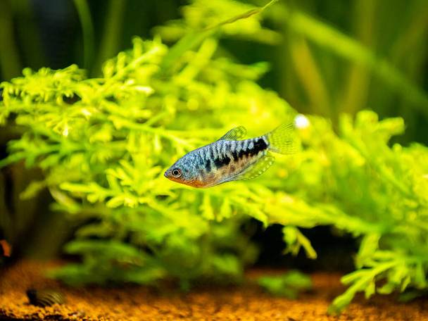 Синя риба Гурамі (Trichopodus trichopterus) ізольована в акваріумі з розмитим тлом - Фото, зображення