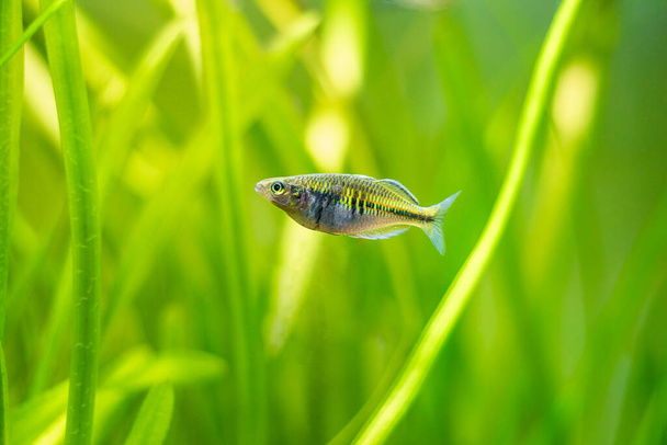 Радужная рыба Boeseman (Melanotaenia boesemani), изолированная в аквариуме с размытым фоном - Фото, изображение