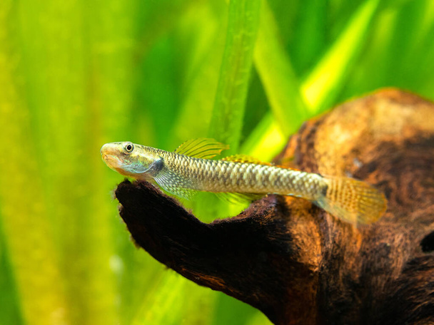 Rainbow Stiphodon Goby (Stiphodon ornatus) isolated in a fish tank with blurred background - Photo, Image
