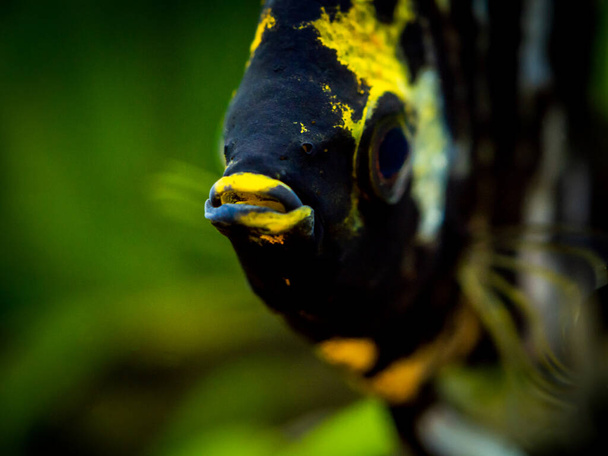 ブラックとホワイトエンジェルの魚のマクロのクローズアップ 鮮やかな背景を持つ魚タンク(ポリフィルスケア)) - 写真・画像