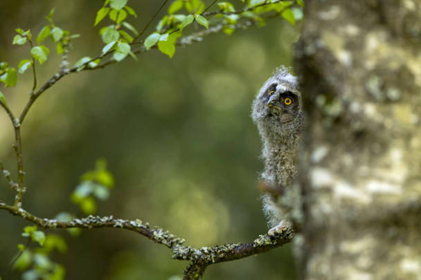 Fluffy long-eared baby owl (asio otus) sitting on the birch tree branch. Bird in nature habitat, Czech republic - Photo, Image
