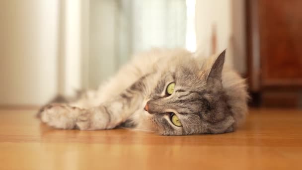Flauschige graue Hauskatze liegt faul auf dem Parkettboden, in der Sonne. Weiches warmes Licht, komfortables Tierleben - Filmmaterial, Video