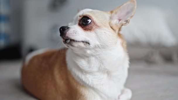 Beautiful chihuahua yawning lying on the bed - Footage, Video