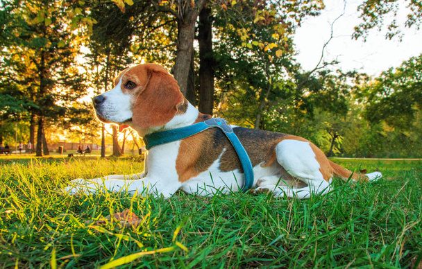 Gyönyörű beagle kutya őszi jelenet a parkba - Fotó, kép