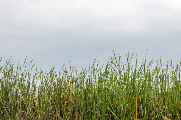 Дикі трави
 - Фото, зображення
