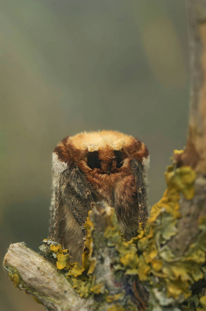 Natural vertical facial closeup on a Buff-tip moth, Phalera bucephala sitting on twig, with copy-space - Photo, Image