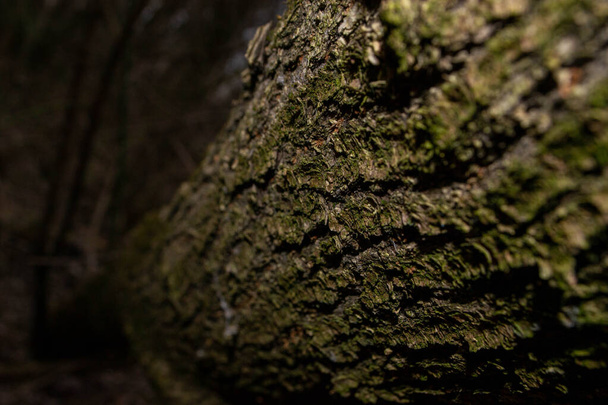 Kmen stromu se zeleným mechem. Kvalitní fotografie - Fotografie, Obrázek