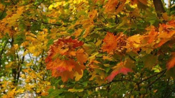 Die Äste schöner Bäume und gelber Blätter wiegen sich im Wind. Herbsttag im Park. Blätter auf einem Baum, flatternd im Wind. Kräftige Laubfärbungen im Herbst als natürlicher Hintergrund. - Filmmaterial, Video
