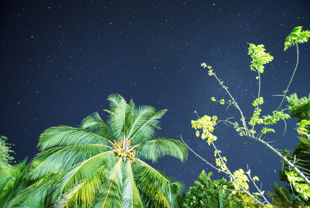 night view with palms and stars. - Foto, Bild