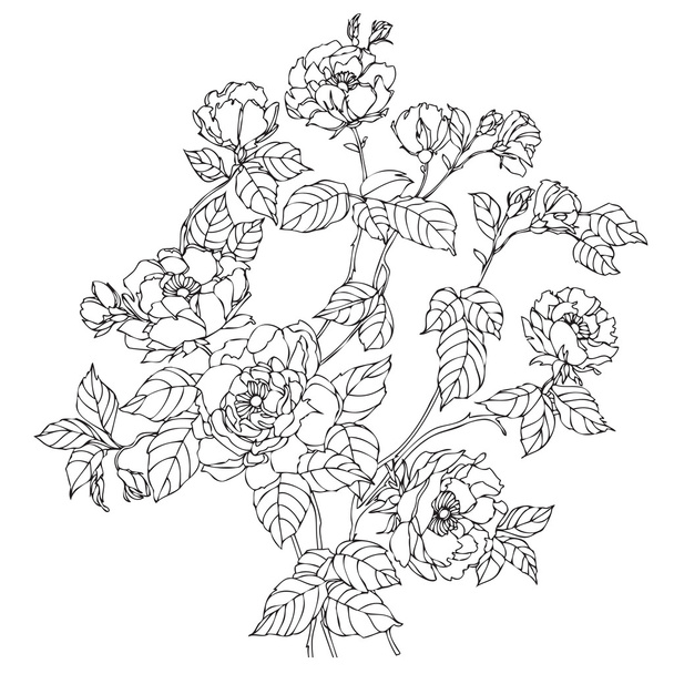 Floral roses sketch illustration - Vektori, kuva