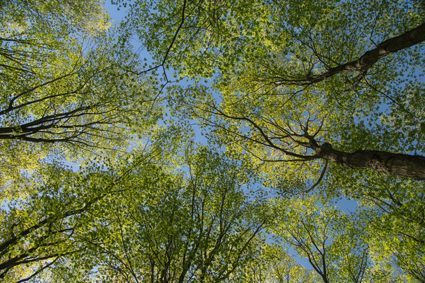 Gorgeous charming  view of fresh spring green trees on blue sky background - Foto, imagen