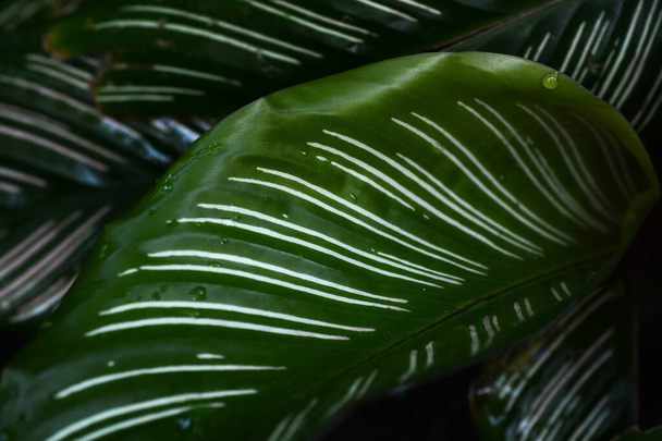 Calathea ornata wychodzi. Marantaceae wieloletnia ozdobna roślina tropikalna. Ciemnozielone liście mają dwa różowe wzory liniowe wzdłuż żył. - Zdjęcie, obraz