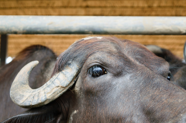 Murrah buffalo - Foto, afbeelding