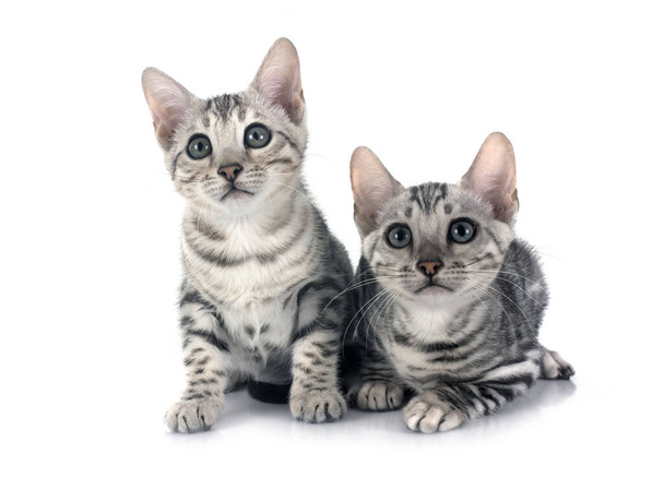gatos de bengala delante de fondo blanco - Foto, Imagen