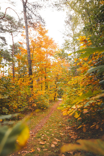 Günbatımında Belçika 'nın doğusundaki Hoge Kempen Ulusal Parkı' nda renkli bir sonbahar ormanı. Kasım ayında Flanders bölgesindeki vahşi doğada bir yürüyüş.. - Fotoğraf, Görsel