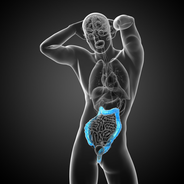 人間の消化器系の大きい腸 - 写真・画像